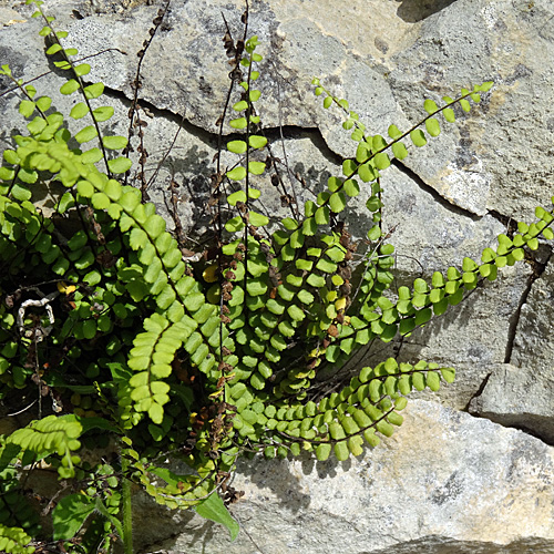 Braunstieliger Streifenfarn / Asplenium trichomanes