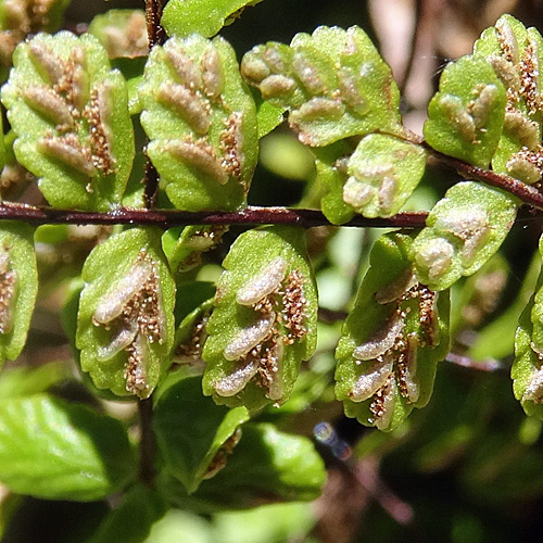 Braunstieliger Streifenfarn / Asplenium trichomanes