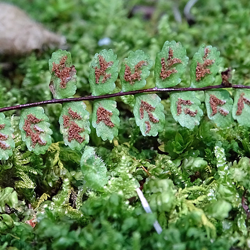 Braunstieliger Streifenfarn / Asplenium trichomanes