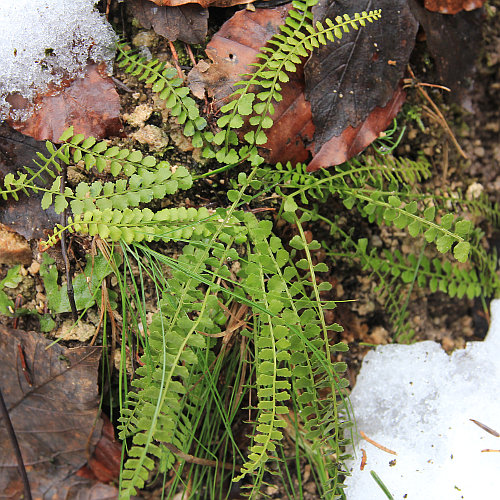 Grünstieliger Streifenfarn / Asplenium viride