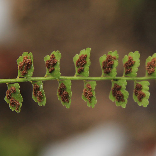 Grünstieliger Streifenfarn / Asplenium viride