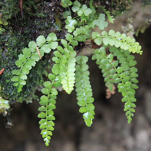 Grünstieliger Streifenfarn / Asplenium viride