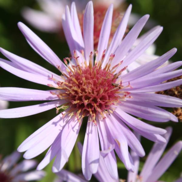 Gescheckte Aster / Aster x versicolor