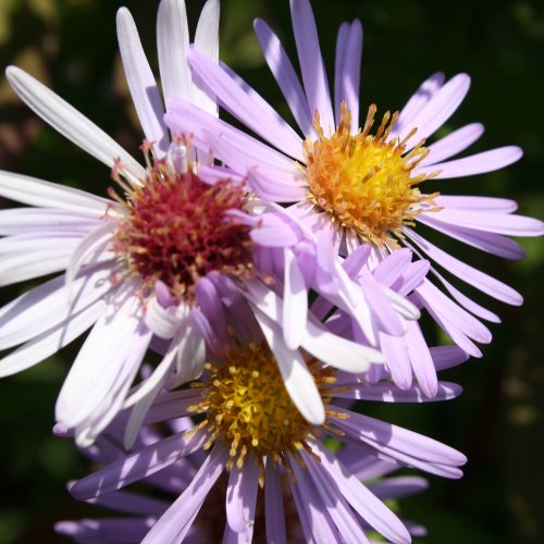 Gescheckte Aster / Aster x versicolor