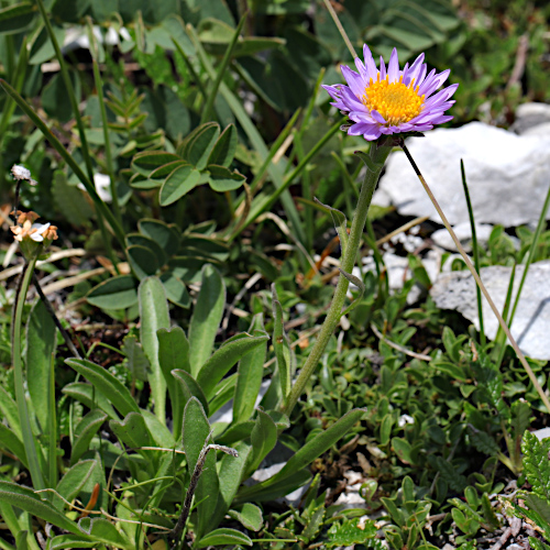 Alpen-Aster / Aster alpinus