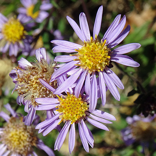 Berg-Aster / Aster amellus