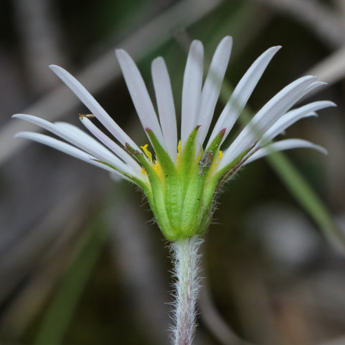 Alpenmasslieb / Aster bellidiastrum