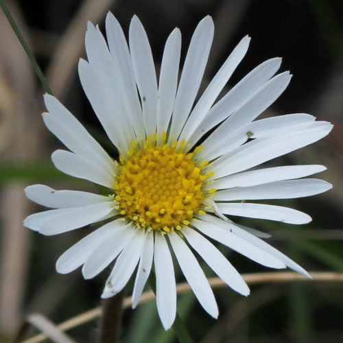 Alpenmasslieb / Aster bellidiastrum