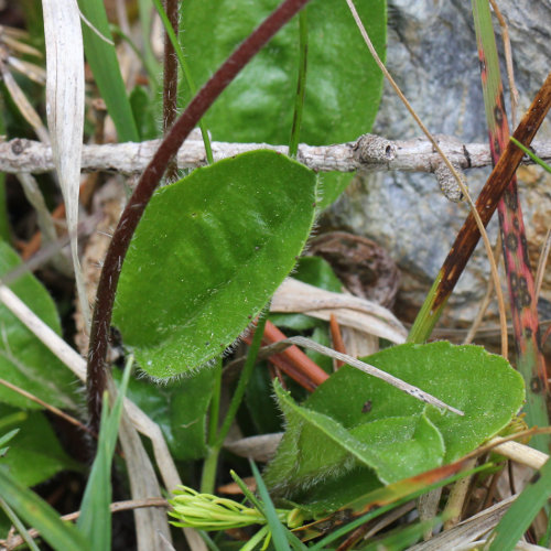 Alpenmasslieb / Aster bellidiastrum