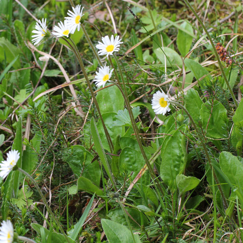 Alpenmasslieb / Aster bellidiastrum