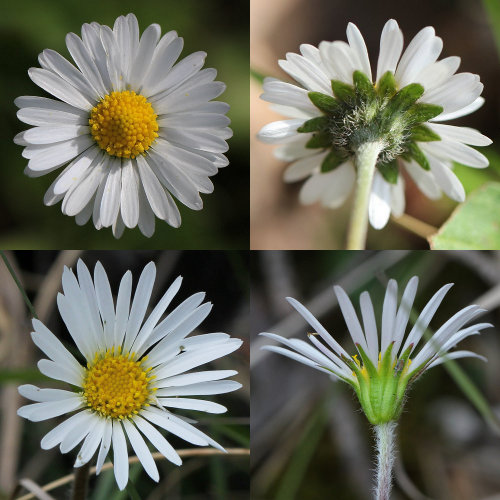 Alpenmasslieb / Aster bellidiastrum