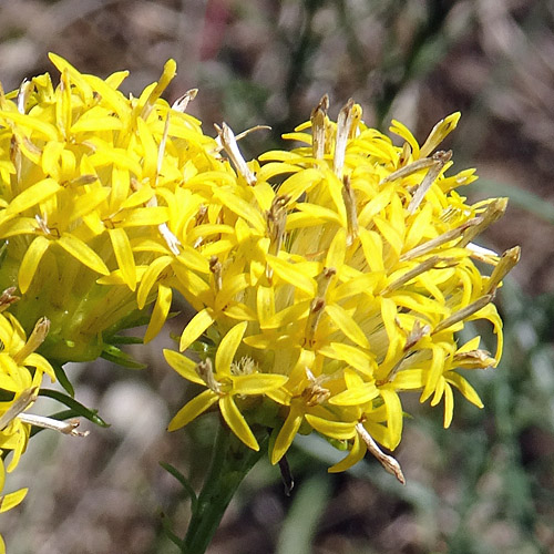 Gold-Aster / Aster linosyris