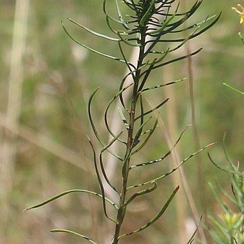 Gold-Aster / Aster linosyris