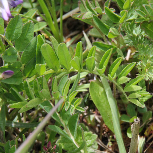 Alpen-Tragant / Astragalus alpinus