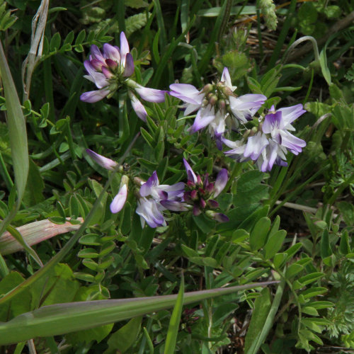 Alpen-Tragant / Astragalus alpinus