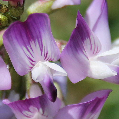 Alpen-Tragant / Astragalus alpinus