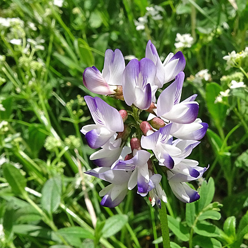 Alpen-Tragant / Astragalus alpinus