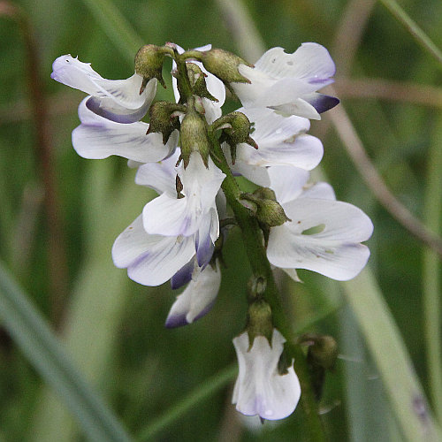 Alpen-Tragant / Astragalus alpinus