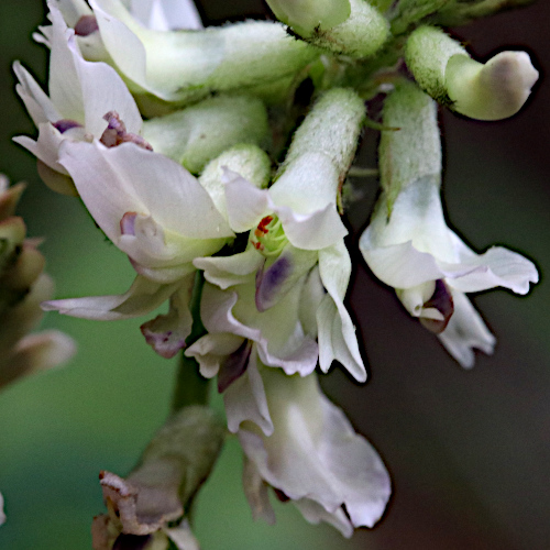 Südlicher Tragant / Astragalus australis