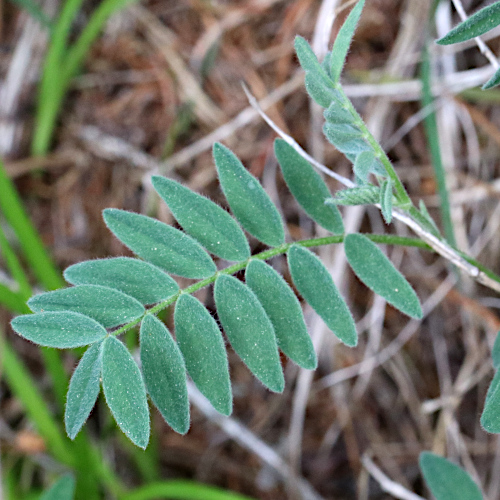 Südlicher Tragant / Astragalus australis