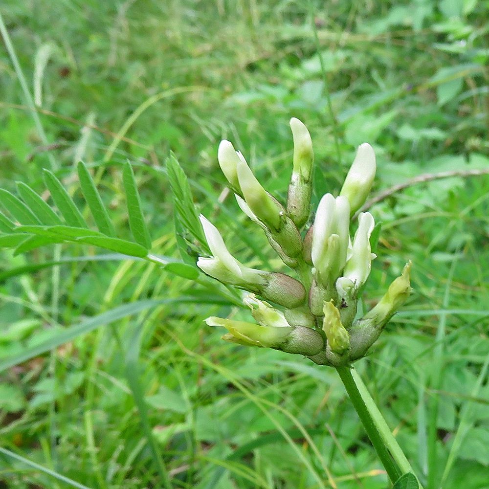 Kichererbsen-Tragant / Astragalus cicer
