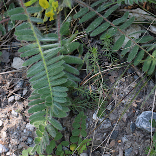 Stängelloser Tragant / Astragalus exscapus