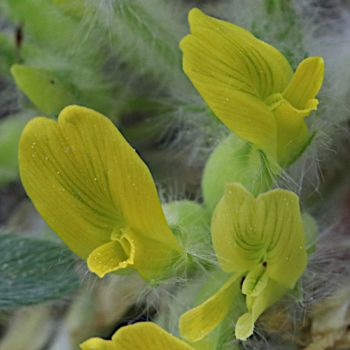 Stängelloser Tragant / Astragalus exscapus