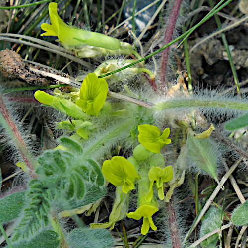 Stängelloser Tragant / Astragalus exscapus