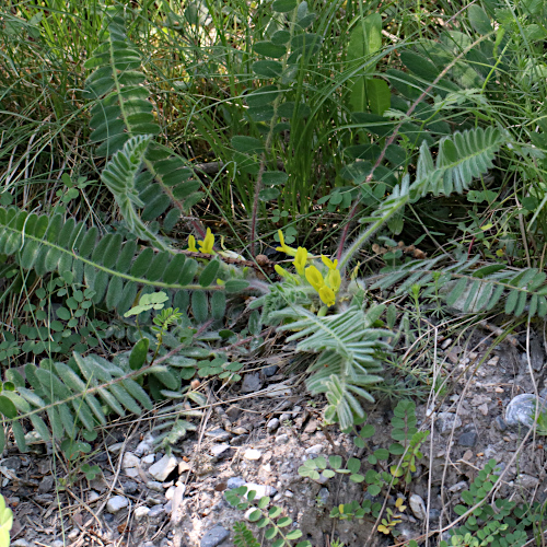 Stängelloser Tragant / Astragalus exscapus