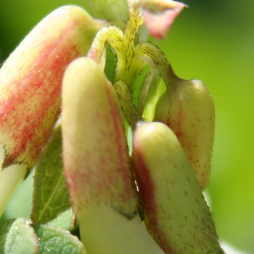 Gletscherlinse / Astragalus frigidus