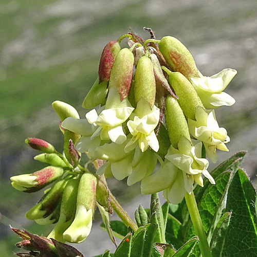 Gletscherlinse / Astragalus frigidus