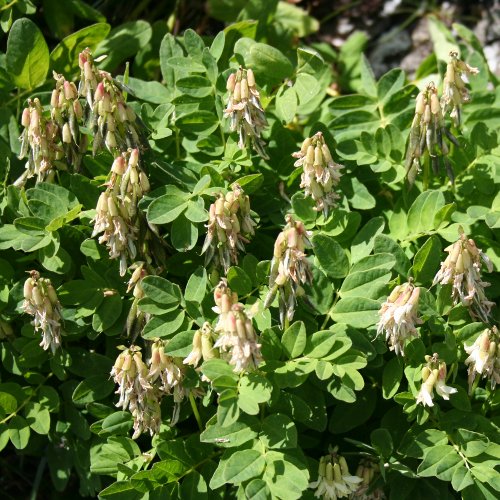 Gletscherlinse / Astragalus frigidus