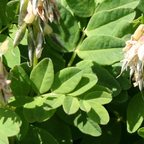 Gletscherlinse / Astragalus frigidus