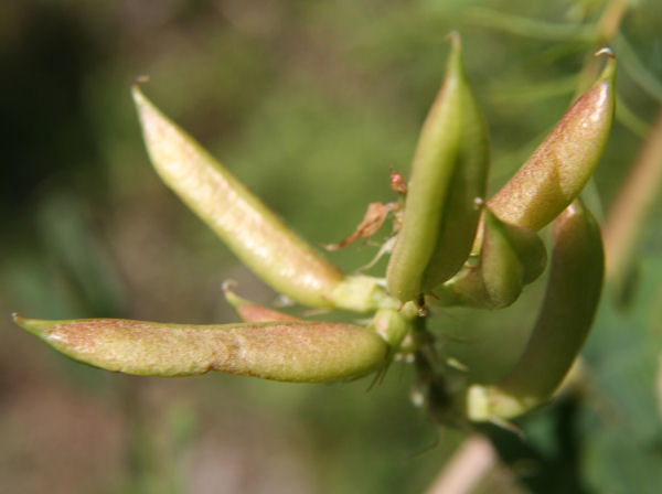 Süsser Tragant / Astragalus glycyphyllos