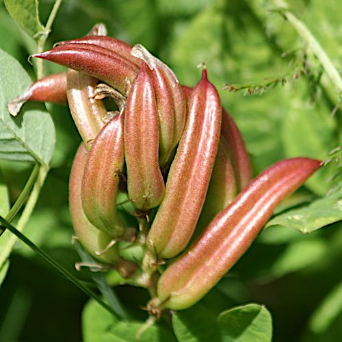 Süsser Tragant / Astragalus glycyphyllos