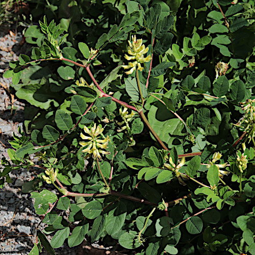 Süsser Tragant / Astragalus glycyphyllos