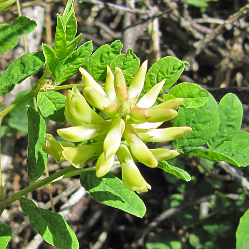 Süsser Tragant / Astragalus glycyphyllos