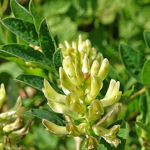 Süsser Tragant / Astragalus glycyphyllos