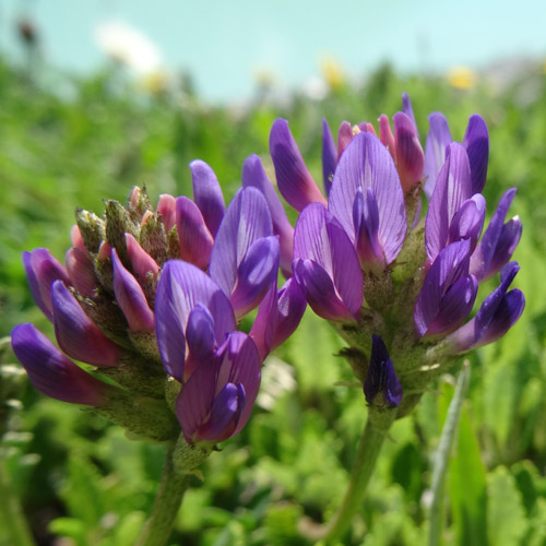 Tiroler Tragant / Astragalus leontinus