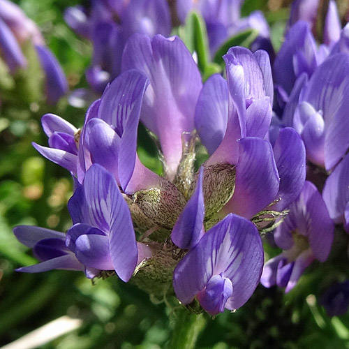 Tiroler Tragant / Astragalus leontinus