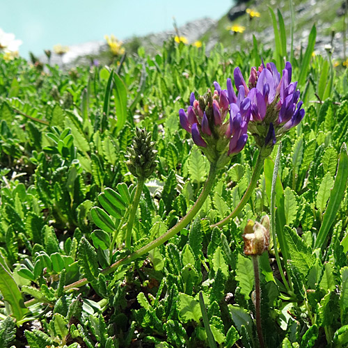 Tiroler Tragant / Astragalus leontinus