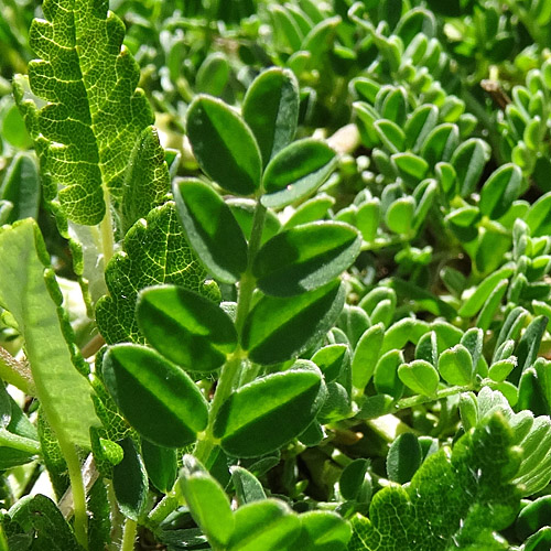 Tiroler Tragant / Astragalus leontinus