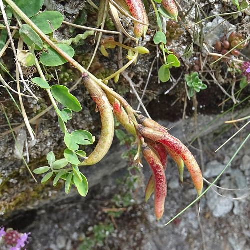 Französischer Tragant / Astragalus monspessulanus