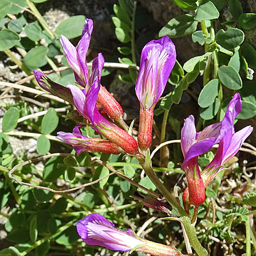 Französischer Tragant / Astragalus monspessulanus