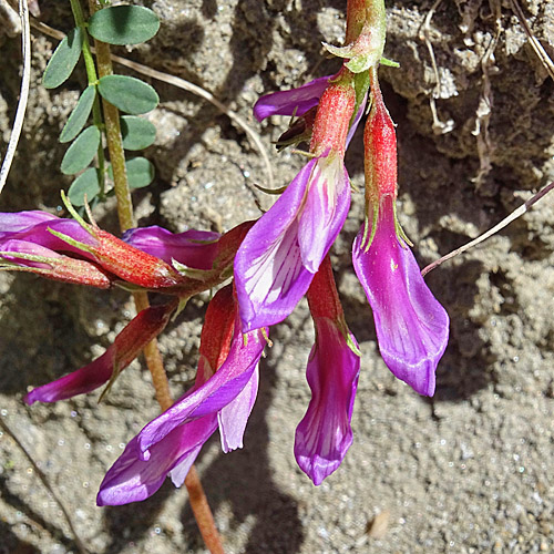 Französischer Tragant / Astragalus monspessulanus