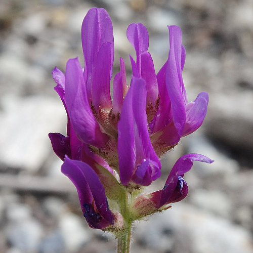 Esparsetten-Tragant / Astragalus onobrychis