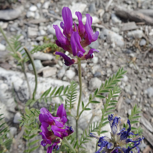 Esparsetten-Tragant / Astragalus onobrychis