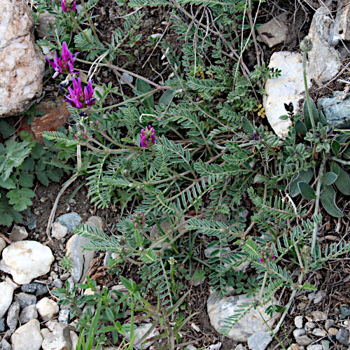 Esparsetten-Tragant / Astragalus onobrychis