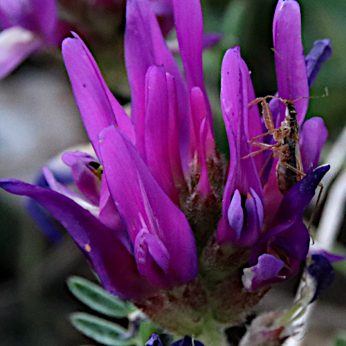 Esparsetten-Tragant / Astragalus onobrychis