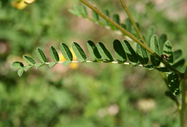 Alpenlinse / Astragalus penduliflorus